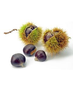 Joghurtaroma ger. 4.4 kg Marroni